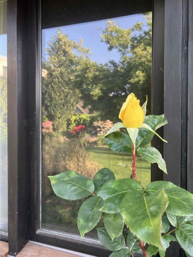 Сонячний бунгало в «Травемюндер Вінкель» – Gartenimpression