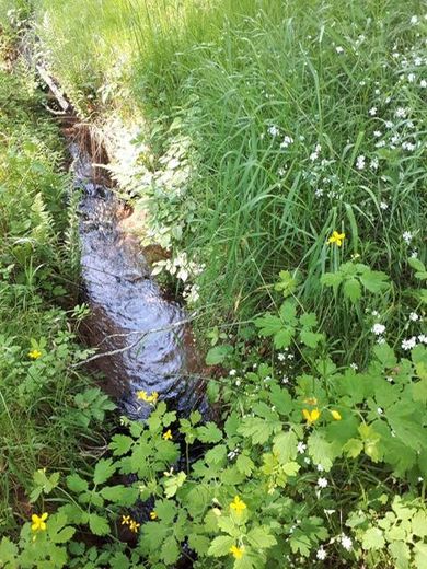 Alleinlage im Pfälzer Wald - hier ist alles ist hier möglich. – Bachlauf