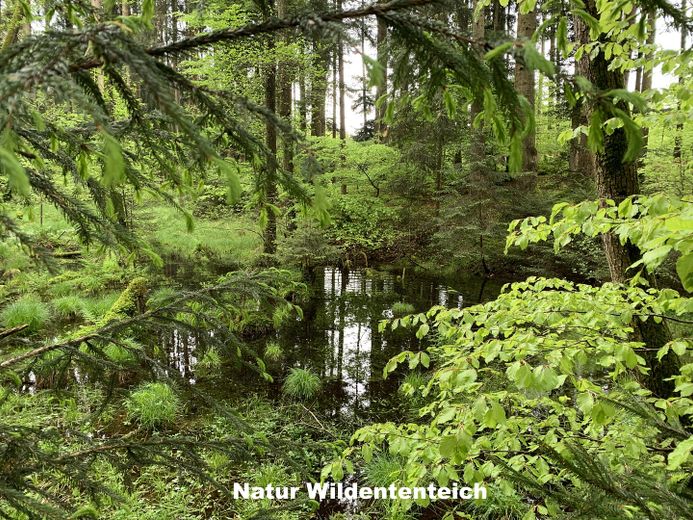 Propiedad rural idílica / paraíso natural - cerca de Múnich – Natur Wildententeich