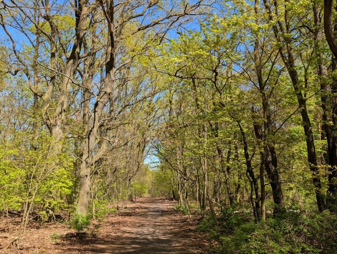 Wald