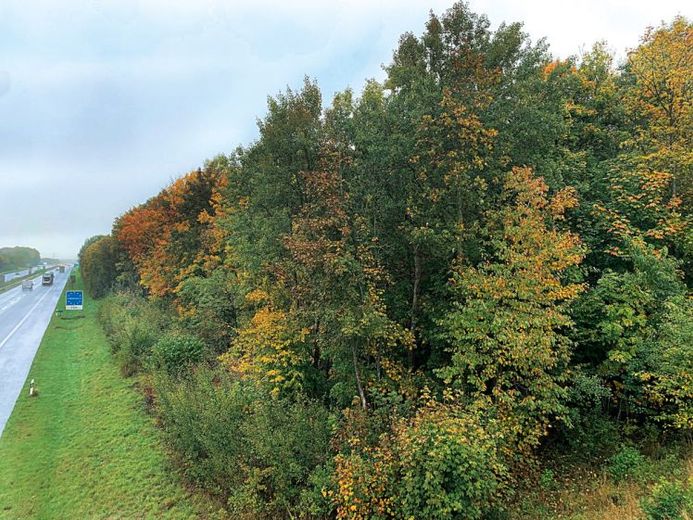 Waldfläche in 24983 Handewitt OT Ellund, An der A 7 – Foto 1