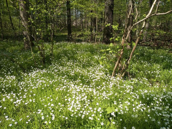 angrenzender Wald