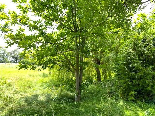 4‑Seiten‑Hof + Wiese, Berlin-nah, für Pferdehof, Mehrgenerationen bis 9 WE, Gewerbe; Café – Mini Wald hinter dem Backhaus