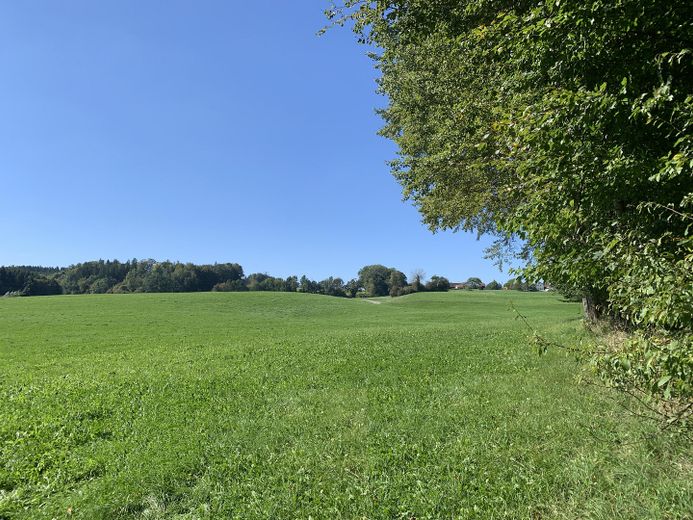 Wiesen