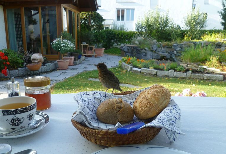 Blick aus dem Wintergarten