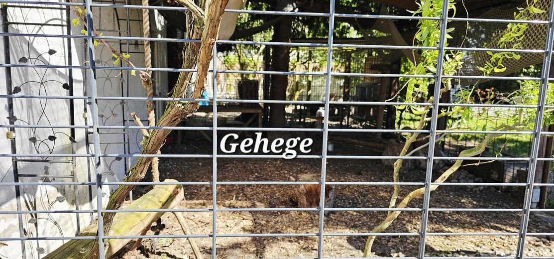 Tu sueño de tener un caballo en casa se hace realidad – Gehege