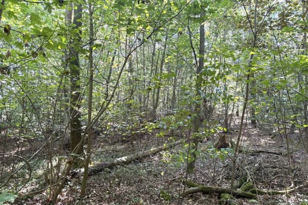 Bennewitz’te kiralanmış kısmi alanı bulunan orman arazisi
