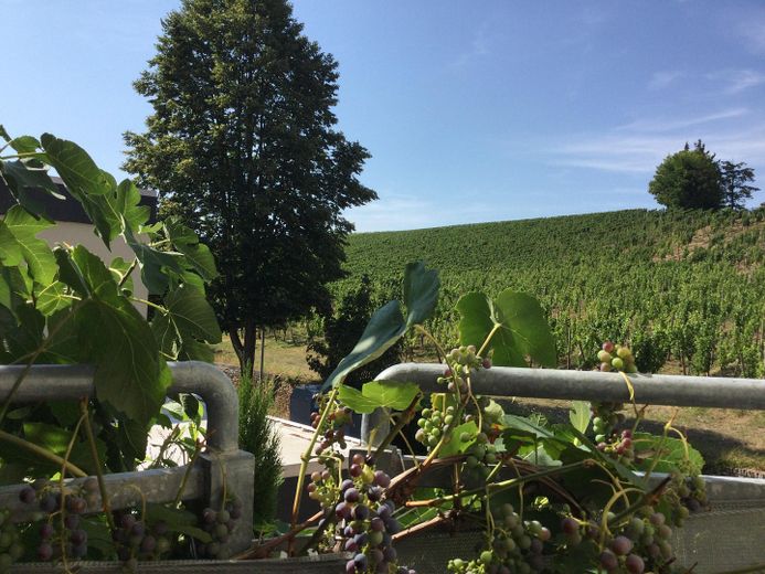 Ein-/Zweifamilien Stadthaus am Weinberg kernsaniert, vielseitig nutzbar, freistehend – Blick vom Balkon auf Weinberg