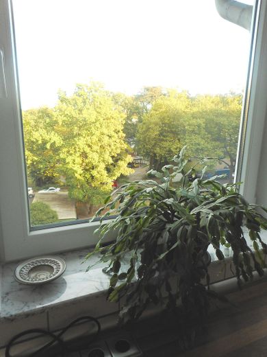 Helle voll möblierte Maisonette-Wohnung auf 2 Ebenen in ruhiger Lage in Hamburg-Eidelstedt – Blick aus dem Küchenfenster