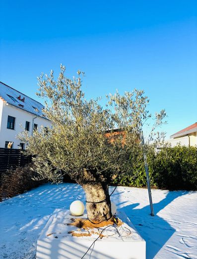 1. Olivenbaum im Garten