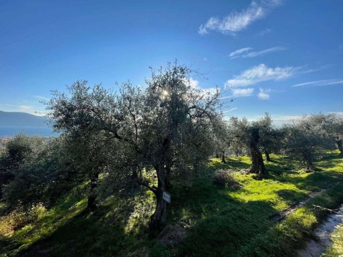 Gardasee: Olivenhain mit ca. 250 Olivenbäumen und Seeblick in Toscolano-Maderno – Foto 1