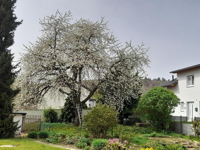 8-Zi.-Wohnhaus mit schönem Garten (1.400 qm) in Marburg-Schröck, courtagefrei – Kirschblüte