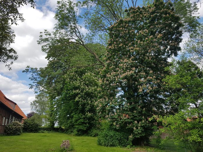 Garten linke Hausseite