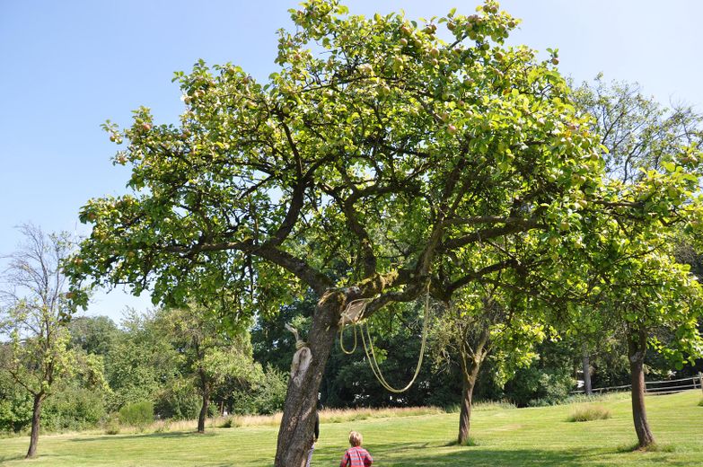 Streuobstwiese