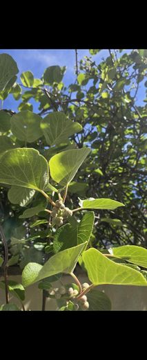 Von Privat : Doppelhaushälfte mit Sonnigem Garten – Garten 