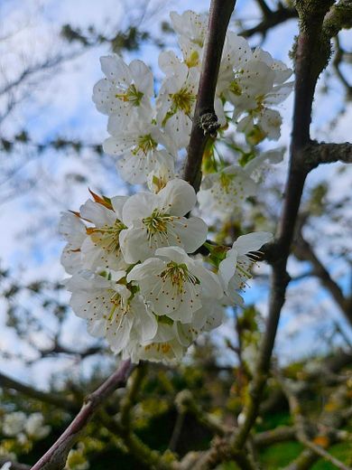 Kirschblüten