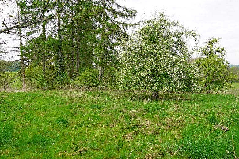 Doppelbungalow mit viel Land und Stallung – Apfelbaum mit Wiese