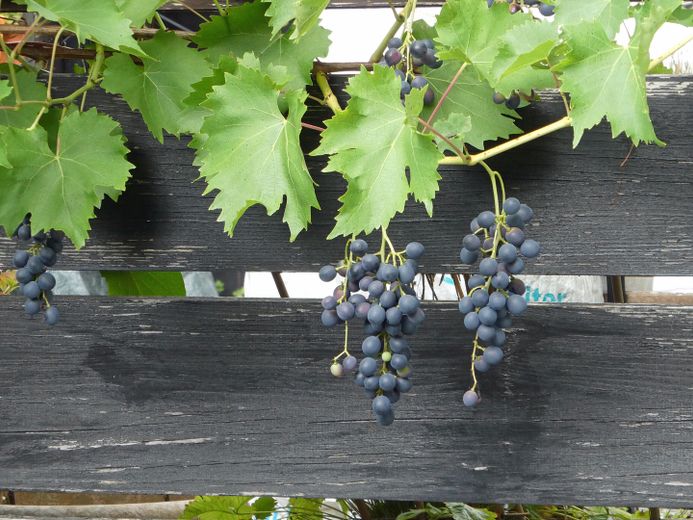 Gartenimpressionen 3