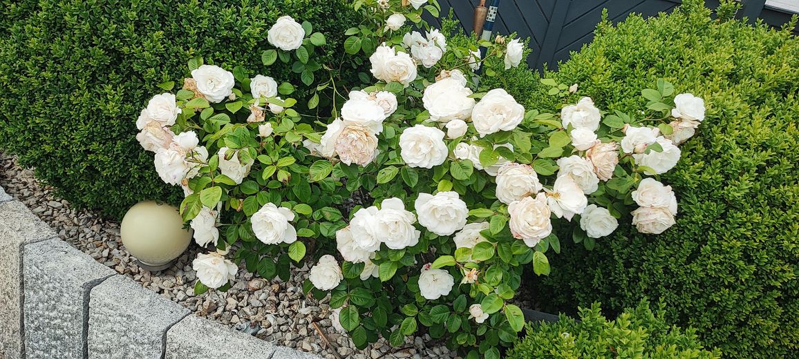 Strand Villa ,1 Reihe  Kieler Förde,über 450qm – Foto 13