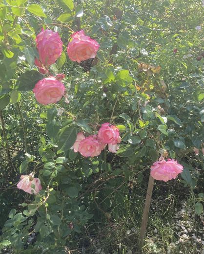 Rosen im Garten