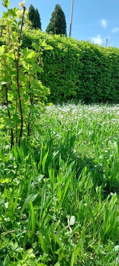 Geräumiges Reihenendhaus in WN-Neustadt mit Fernblick – Garten