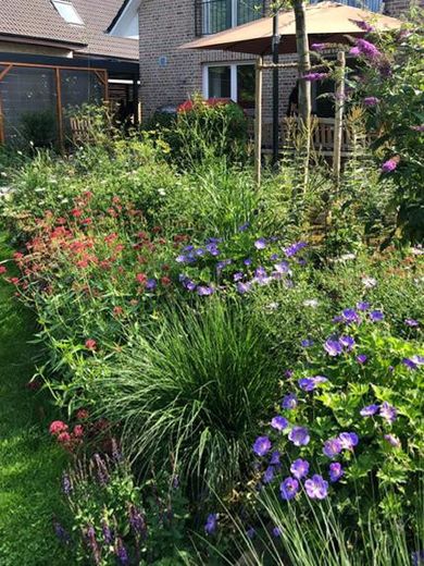 Staudenpracht im Garten