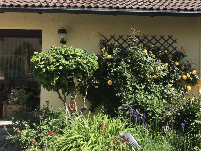 Hauseingang Beet im Juli