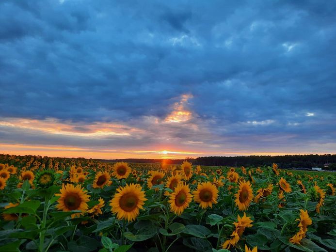 Sonnenblumenfeld am Landhaus