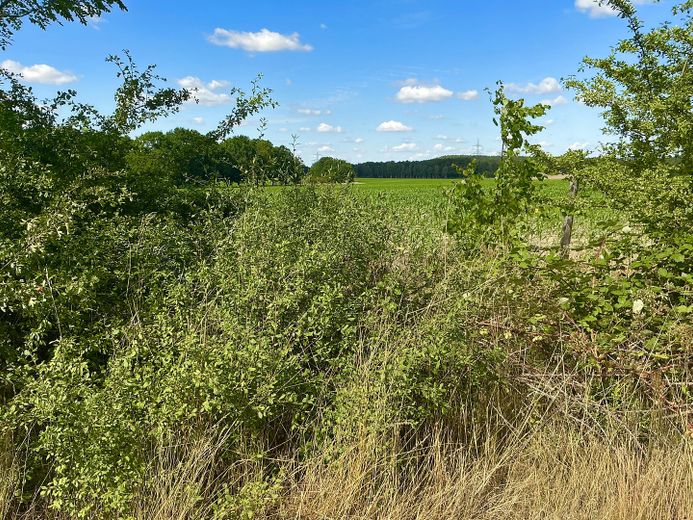 traumhaftes Bauland am Naturschutzgebiet – Foto 4