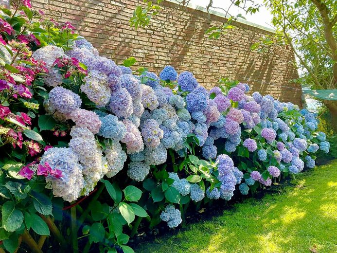 Terassenseite  Blaue hortensie