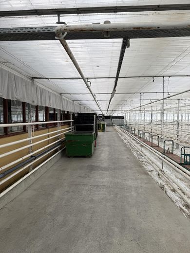 Gärtnerei in Burgau zu verkaufen oder vermieten – Seitengang Glashaus