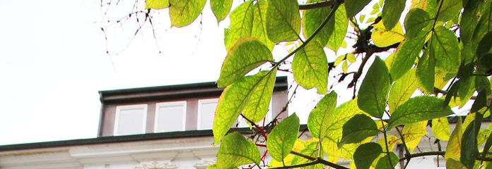 Fassade mit Vorgarten