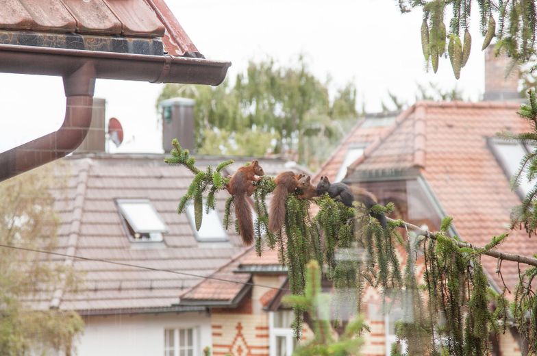 Office mit eigenem Balkon, Blick in's Grüne & Gemeinschaftsküche mitten im Stuttgarter Norden – unsere Eichhörnchenfamilie