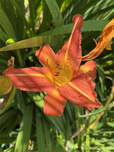 Gartenimpression 1