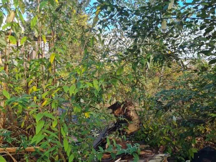 GRUNDSTÜCK FÜR WOHNBEBAUUNG IN RUHIGER WOHN-/GRÜNLAGE ZU VERKAUFEN – Foto 1