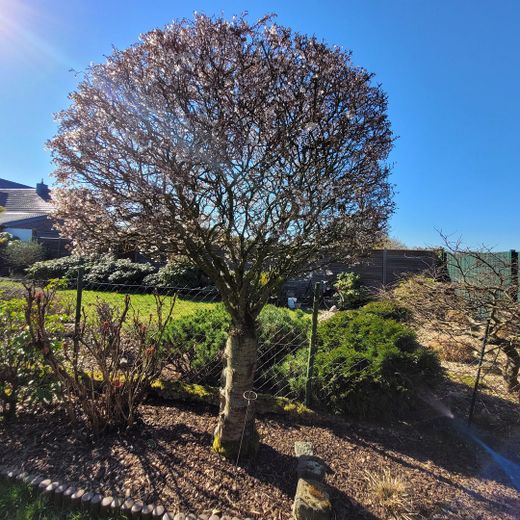 Sonstige Bilder - Garten