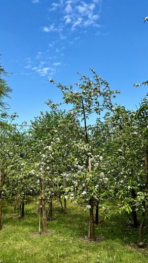 Apfelbäume 