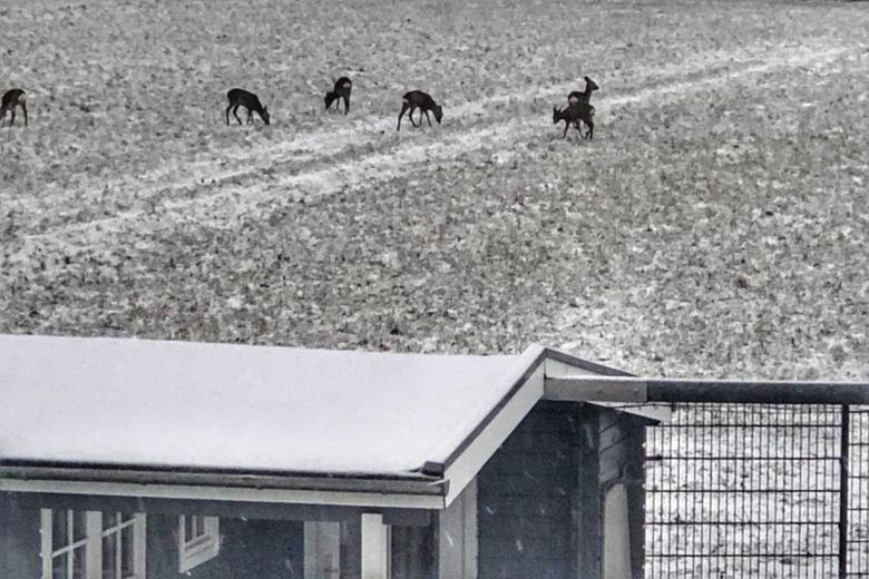 und Rehe 