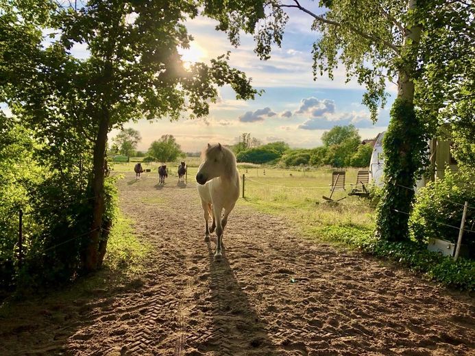 Paddock und Wiesen 