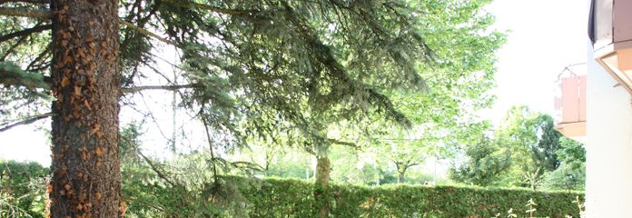 Gemeinschaftsgarten