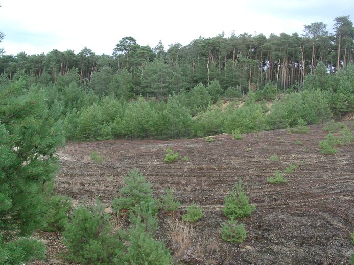 Baugrundstück für Naturliebhaber – Natur pur 