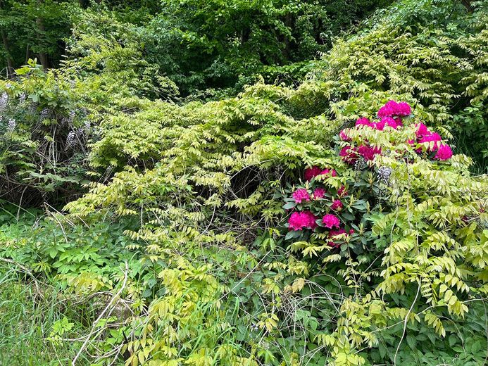 Casa plurifamiliare, immobile per vacanze nella Svizzera Sassone Bad Schandau in vendita! – Foto 15