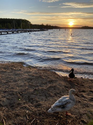 Ferienhaus mit eigenem Bootssteg im Hafendorf Rheinsberg – Abenddämmerung am Badestrand