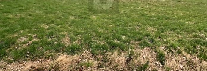 SONNIGES WEIDEPARADIES FÜR TIERHALTUNG