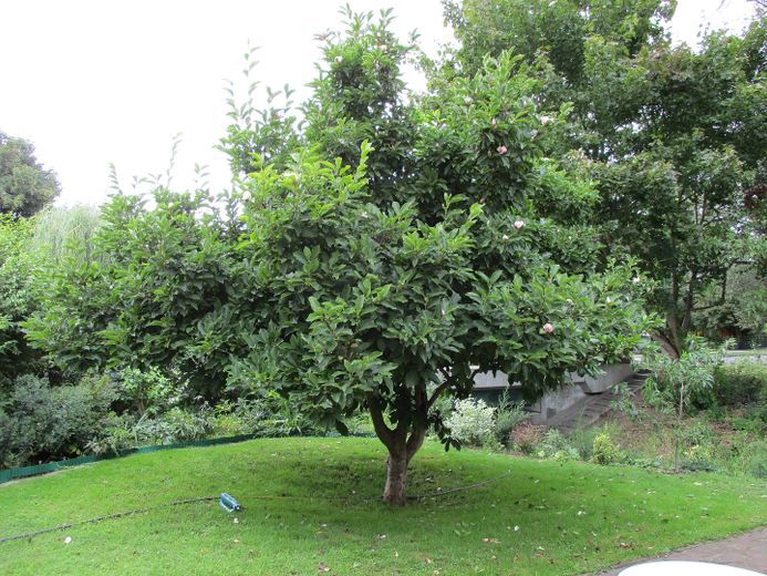 diese Magnolie steht links