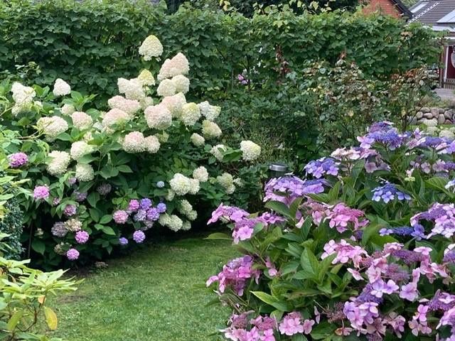 Exclusive country house near Sylt with ambiance & flair – Schöne Bepflanzung