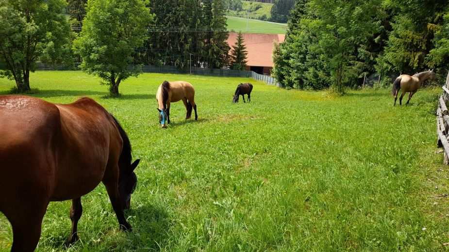 Traumimmobilie für Pferdeliebhaber im Allgäu mit Reithalle und einmaligem Alpenblick – Weiden