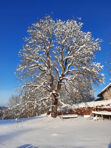 Nussbaum im Winter