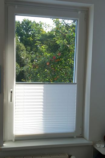 Blick auf den Apfelbaum