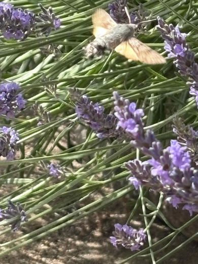 seltene Falter im Garten